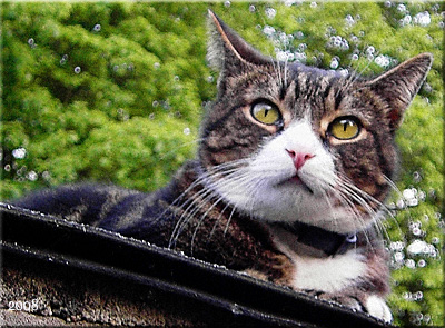 Willkommen auf cat-guard.de - ich heiße Lucky - © cat-guard.de